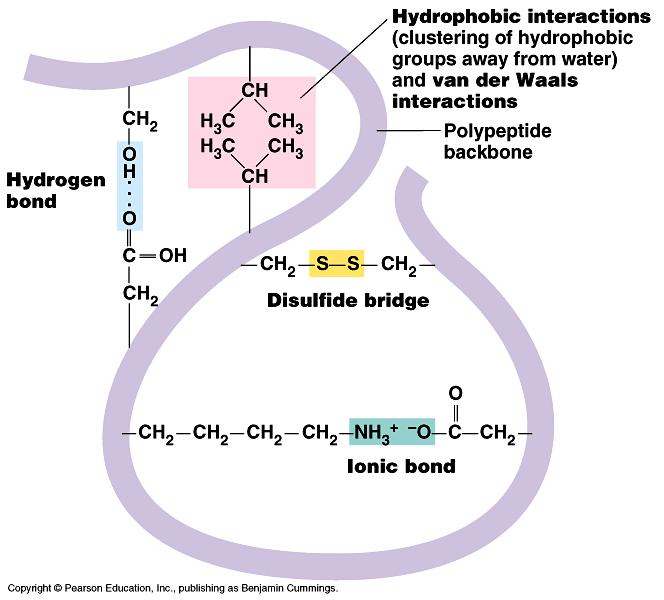c. Tertiary Structure (Include a description of all 4 interactions witnessed between Polar Charged, Polar Uncharged, and Non-Polar amino acids and be sure to label these interactions in