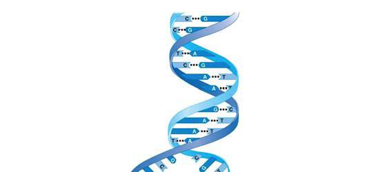 To summarize, what are the components of a nucleotide? 62.
