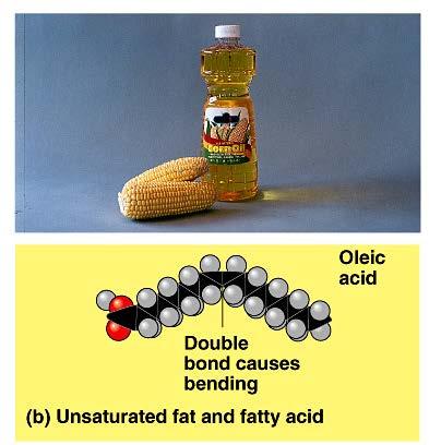 Unsaturated fatty acid are kinked