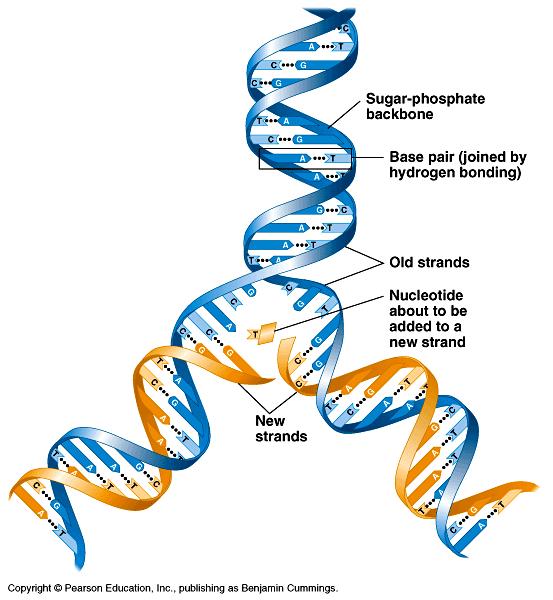 The DNA double helix The sugar-phosphate backbones of the two polynucleotides are on the