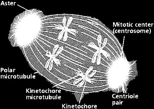 CENTROSOME region organizes spindle aster centrosome Microtubule (spindle fibers) centrioles Spindle