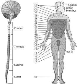 Spinal Nerves The Dermatomes The Peripheral