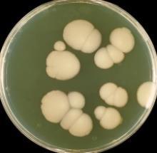 PLATE CANDIDA ALBICANS YEAST WHITE IN