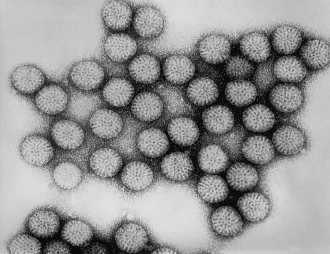 Rotavirus 125 million cases/year 500.