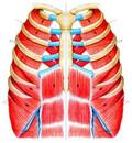 They Don t Work Alone Respiratory muscles Internal/External