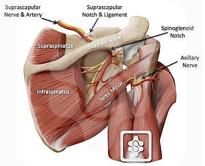 Rotator cuff muscle innervation If paralabral cyst, check for muscle atrophy