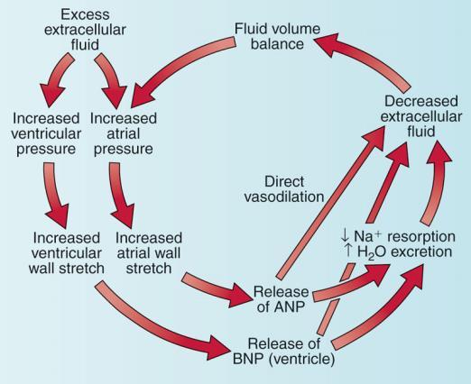 Physiology of Cardiac Output