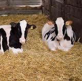 Benefits of higher levels of Lys and Met in MP for transition cows Higher DM intake More milk and higher protein milk Energy balance and NEFA usually not affected New evidence indicates the liver and
