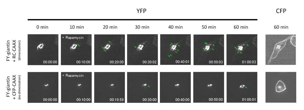 Fig. S7. Analysis of intracellular vesicles formed de novo after dimerization of FYG-Myc and RC-CAAX.