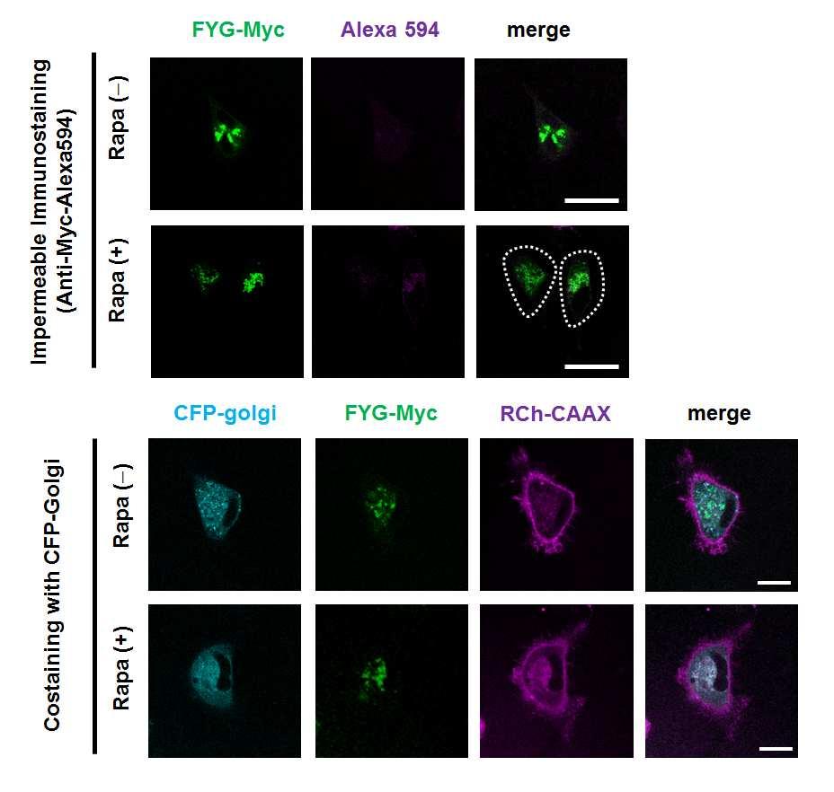 Fig. S10. Localization of Golgi-anchored protein in HeLa cells treated with monensin.
