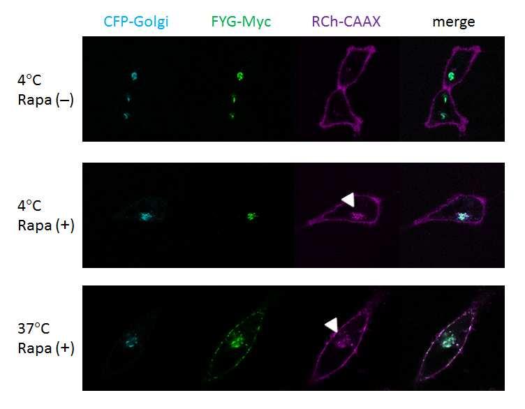 Fig. S11. Localization of Golgi-anchored protein in HeLa cells at 4 C.