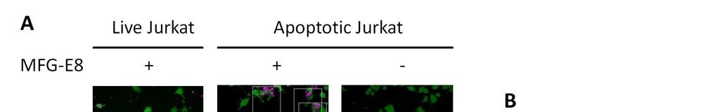 Fig. S18. Attachment of apoptotic Jurkat cells to the surface of RAW264.7 cells. (A) RAW264.