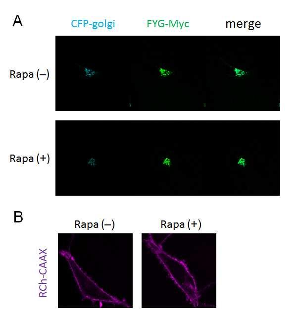 Fig. S2. Rapamycin has no side effects on protein localization.