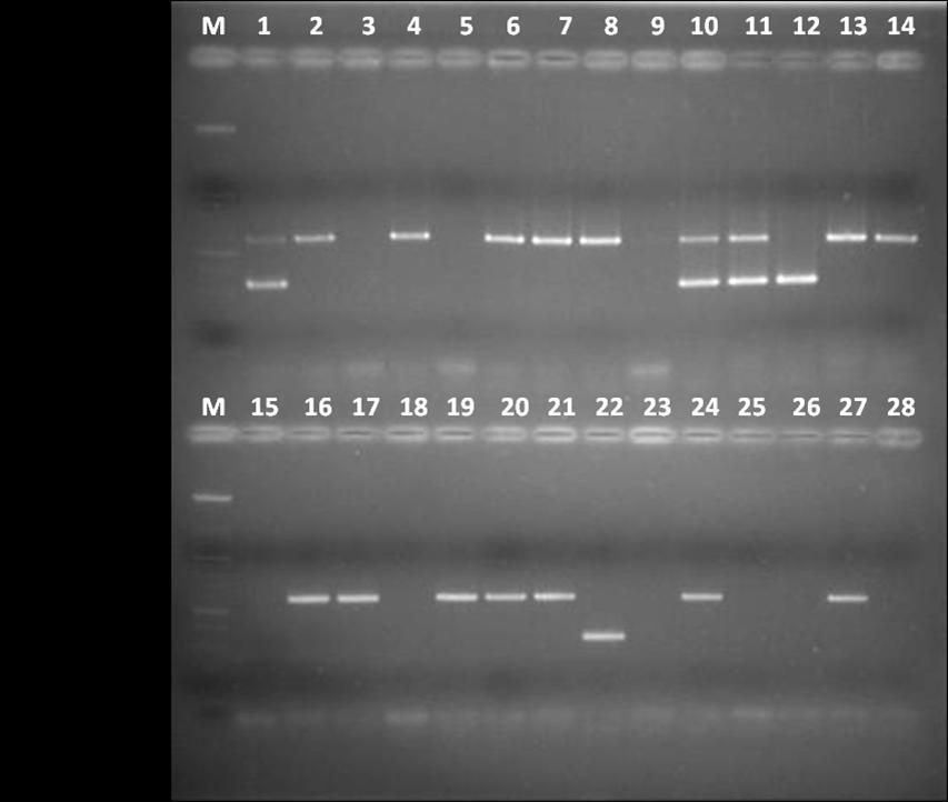 Linija 1 M DNA marker, linije 1, 2 pozitivna kontrola (CCUG 17874, 47164) za cagm, linije 4, 6, 7, 8, 10, 11, 13, 14 pozitivna amplifikacija CagM (586bp); linija 1 pozitivna kontrola (CCUG 17834),