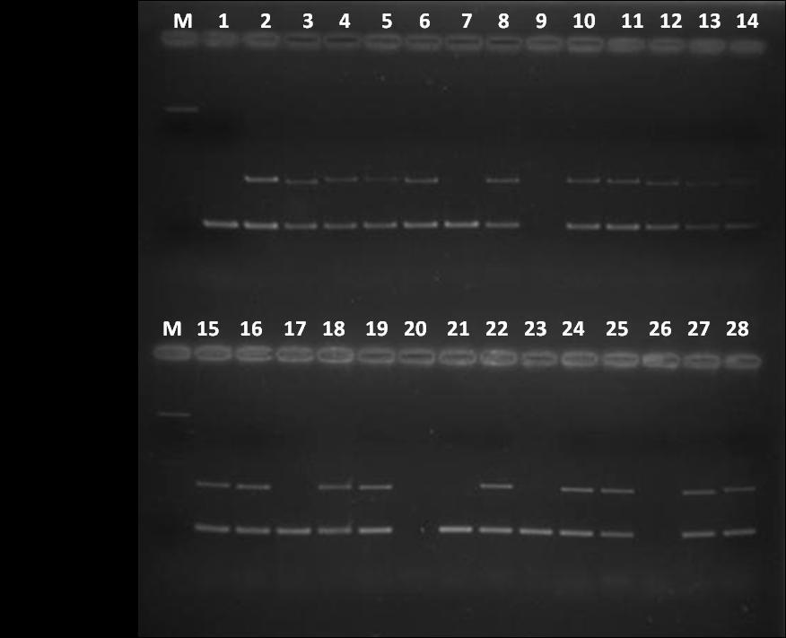 Linija 1 M DNA marker, linije 13, 14, 27, 28 pozitivna kontrola (CCUG 17874, 47164), linije 2, 3, 4, 5, 6, 8, 10, 11, 12, 15, 16, 18, 19, 22, 24, 25 pozitivna amplifikacija Apcag; linije 1-8, 10-12,