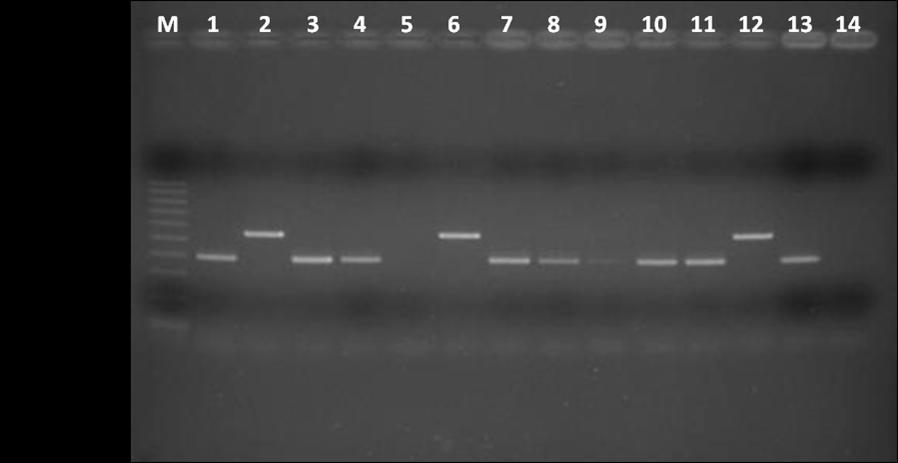 Linija 1 M DNA marker, linija 13 pozitivna kontrola (CCUG 17874), linija 14 negativna kontrola (CCUG 47164), linije 1, 3, 4, 7, 8, 10, 11 pozitivna amplifikacija LEC