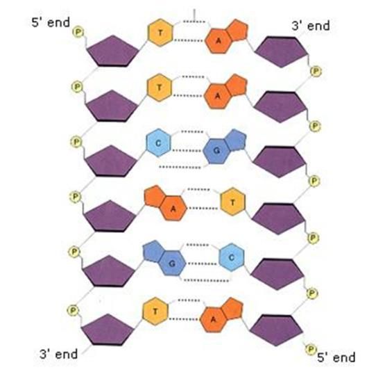 eukaryotic cells replication can be occurring at of places along the DNA strand How does DNA replicate? What has to happen to the DNA strand first? How does this happen?