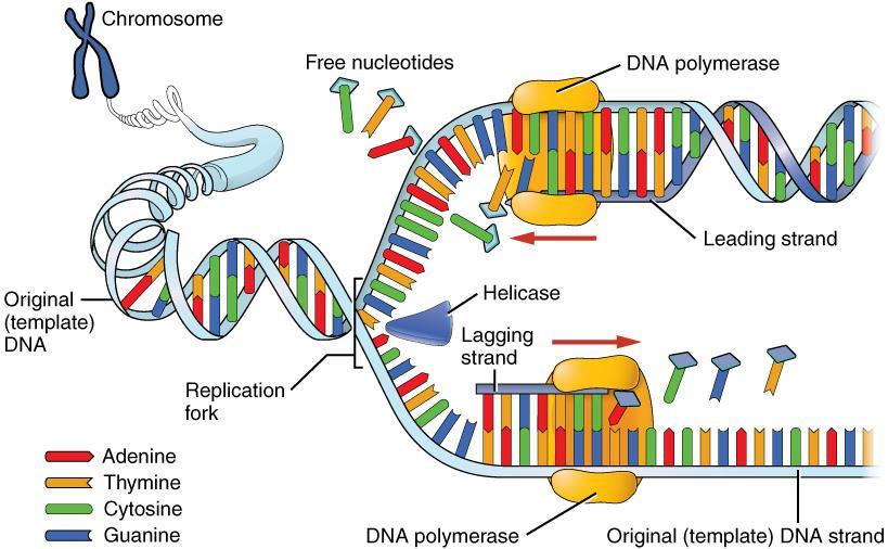 DNA Replication Practice The double helix of DNA unwinds and each side serves as a pattern to make a new molecule. DNA Replication DNA carries the information for making all of the cell's proteins.