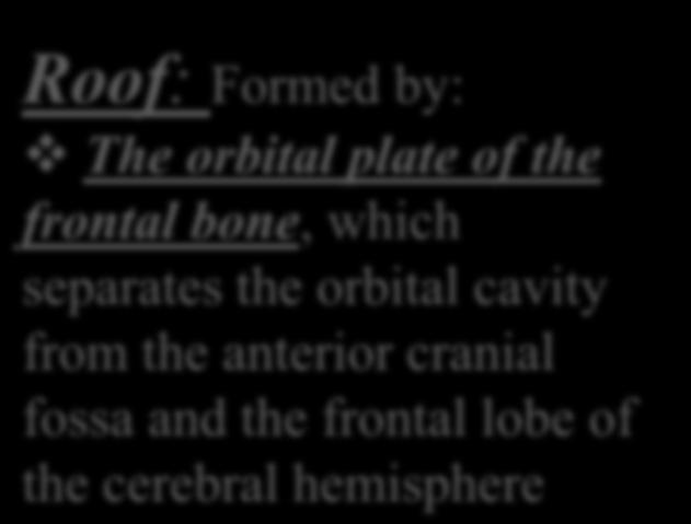 cranial fossa and the frontal lobe of the cerebral hemisphere