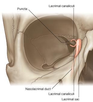 The canaliculi lacrimales pass medially and open into the lacrimal sac