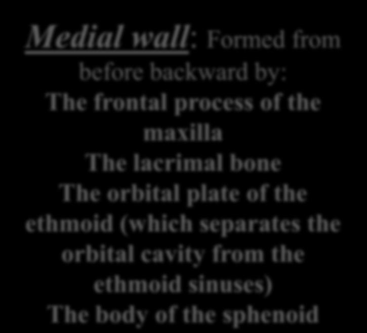 Medial wall: Formed from before backward by: The frontal process of the maxilla