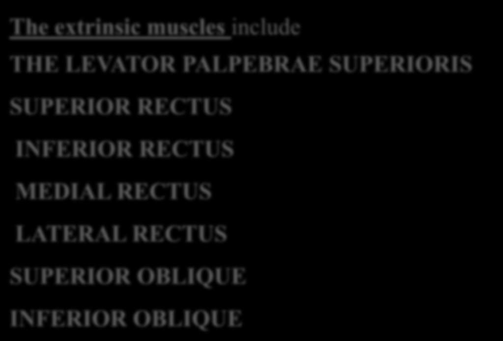 (extra-ocular muscles) involved in movements of the