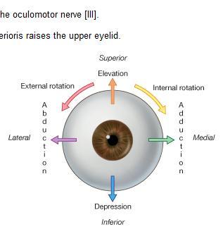 medially internal rotation-rotating the upper part of the pupil medially (or towards