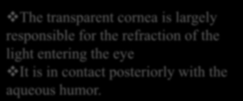 The Cornea The transparent cornea is