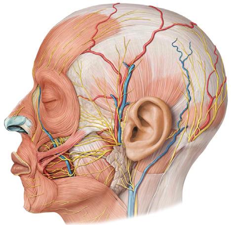 CHAPTER 2 Scalp and Superficial Temporal Region Scalp Learning Objectives At the end of the dissection of the scalp, you should be able to identify, understand and correlate the clinical aspects: