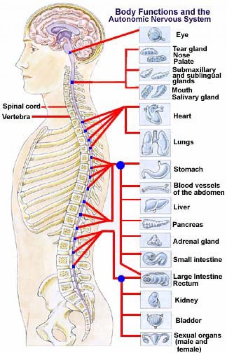 BIOH111 o Cell Module o Tissue Module o Skeletal system o Muscle system o Nervous system o