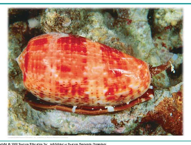 , publishing as Pearson Benjamin Cummings What makes this snail such a deadly predator?