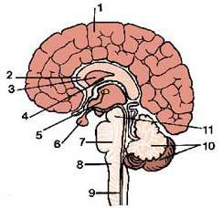 5. Label and describe functions of the structures in the brain diagram below. SEE CLASS NOTES FOR FUNCTIONS (11 marks) 1.