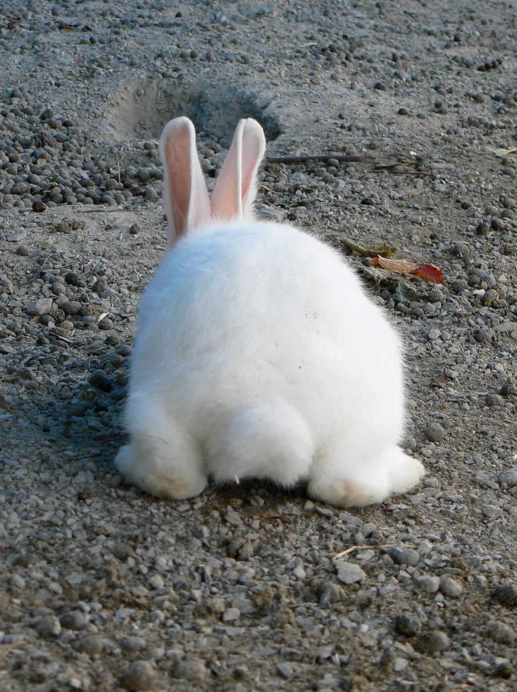 PETTER COTTONTAIL FOR TEACHERS Science and Technology R ABBIT MIRRORS The purpose of this activity is to help students realize that, just like them, rabbits react to their environment by modifying