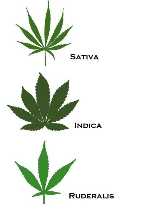 Strains of Marijuana 2 Main Strains for Medical Marijuana