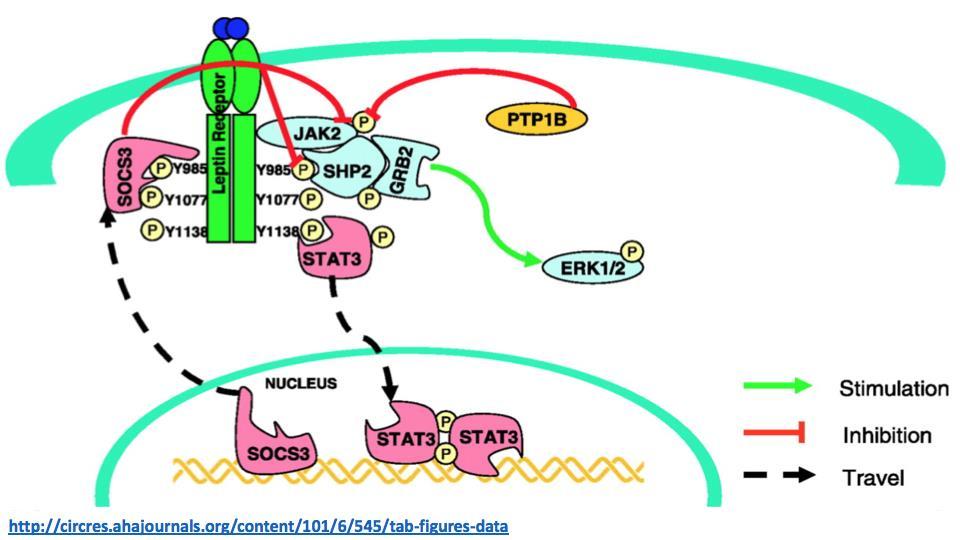 Binding of Leptin to its receptor SHP2 (SH2-containing phosphatase 2) -> help to dephosphorylate the STAT3 -> maintain leptin sensitivity SOCS3 inhibits the action of SHP2 -> represses STAT3 pathway