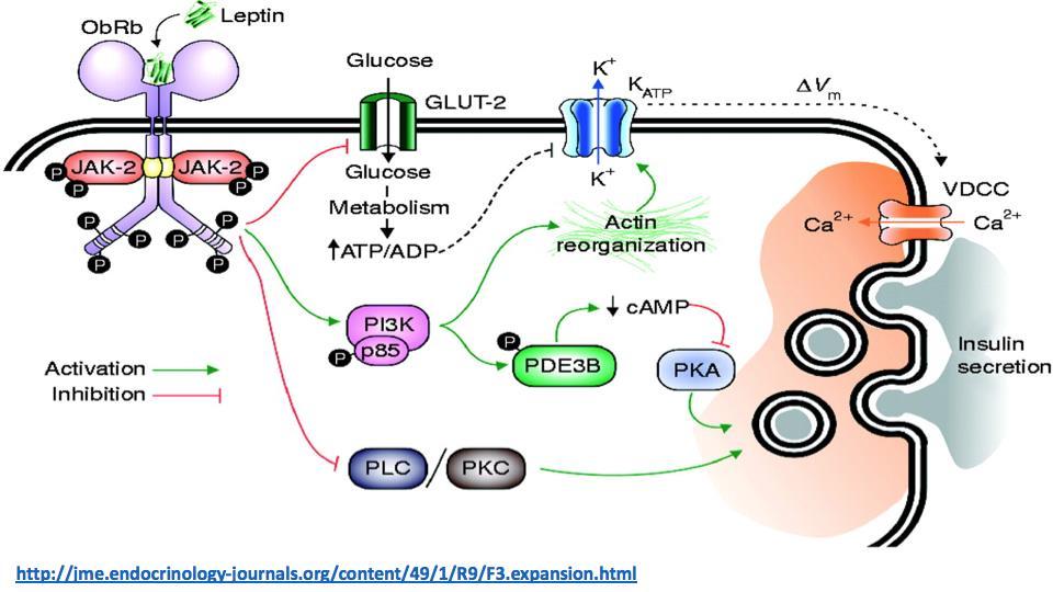Leptin effect on β cells Leptin inhibit glucose transport through GLUT2 transporters Leptin Activates PI3K-dependent reorganization of actin