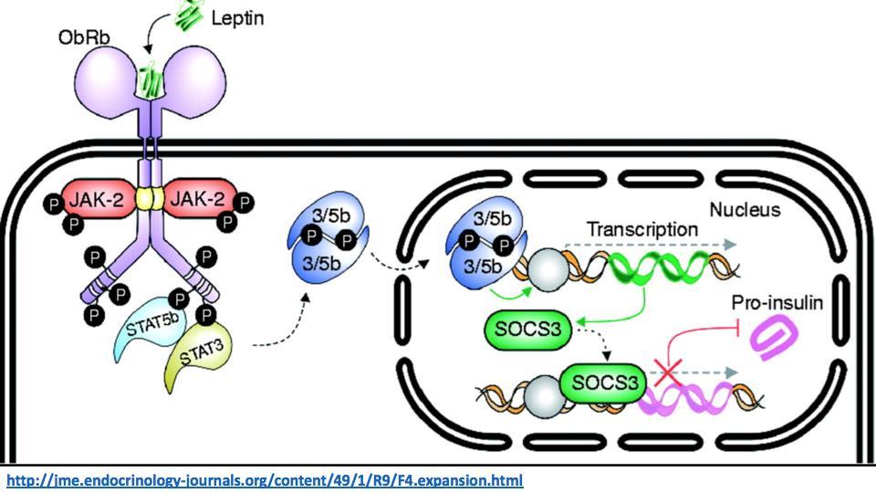 Leptin effect on β cells Leptin activate of STAT3 and