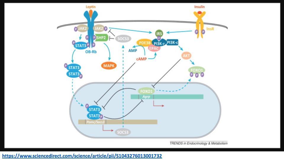 Leptin and insulin signaling pathways in hypothalamus MAPK (mitogen-activated protein kinase); AKT (thymoma viral proto-oncogene 1/protein kinase B PI3K