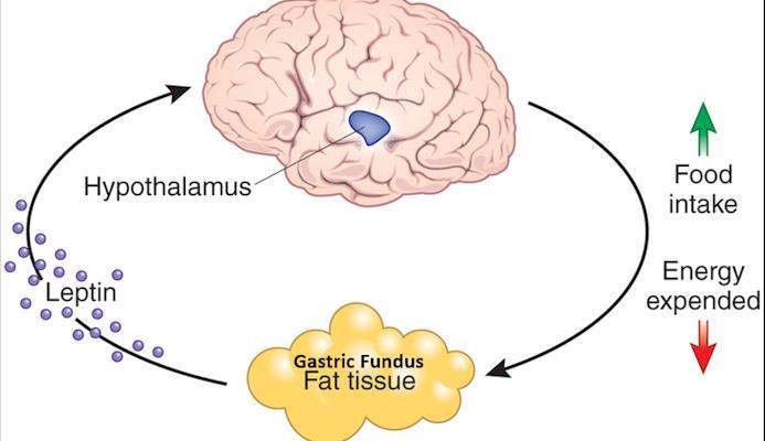 Leptin s Role in the Hypothalamus Main role: Energy Homeostasis Control food intake by inhibiting feeding behavior Done through regulating orexigenic and anorectic