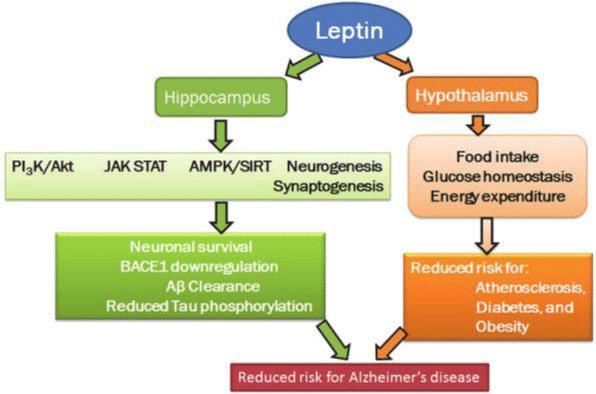 Neurodegenerative Diseases Alzheimer s Disease: characterized by the aggregation of β - amyloid proteins and neurofibrillary tangles of hyperphosphorylated tau Leptin modulates APOE expression and