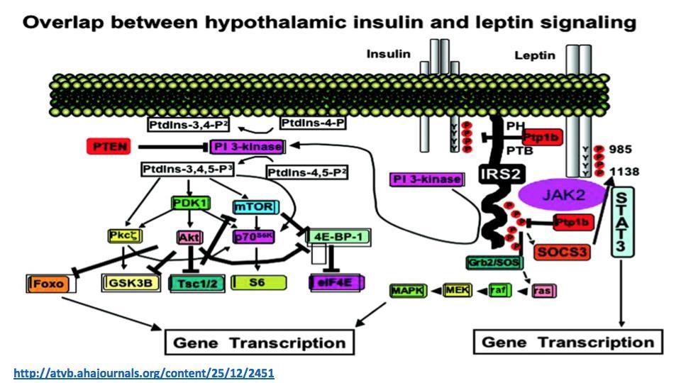 Both the Insulin Receptor and the Leptin Receptor recruit IRS2 IRS2 -> Low-abundance Lack of IRS2 for IR -> may result in defective leptin signal transduction Insulin induces the