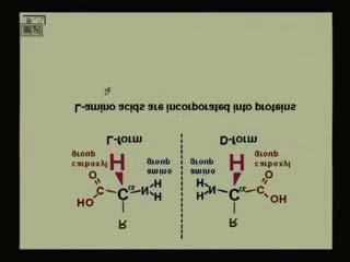 that is marked as C α and we have an amino group NH 2 group, and we have the carboxylic acid group which is -COOH and we also have what is called an R group.
