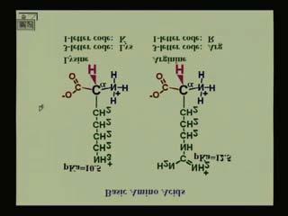 there are Acidic Amino Acids it means that there are also be Basic amino acids. These are Lysine and Arginine.