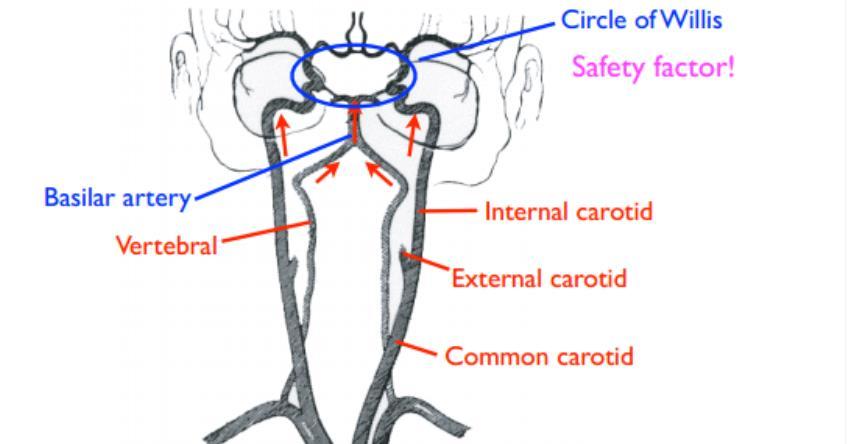Basilar artery -> made when the vertebral arteries from both sides come together at the base of the brain Circle of Willis -> safety check, if internal carotid doesn't work then it takes the blood