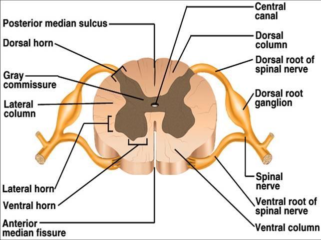 Ventricles -> gaps or holes, cavities Limbic system -> group of structures in brain associated with emotions & drives Divisions of the Spinal Cord: Has many nerves running down the column Cervical