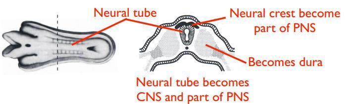 6. The neural tube