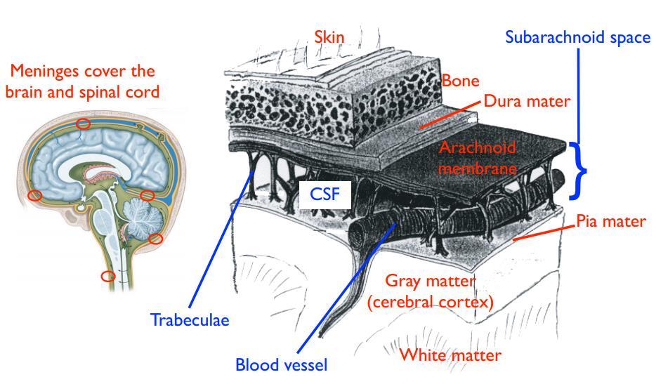 o Non-communicating hydrocephalus -> blockage with ventricles, inside the ventricles 3 Meninges (membranes) of the CNS 3 layers cover brain & spinal cord Skin -> Bone -> Meninges Dura mater ->