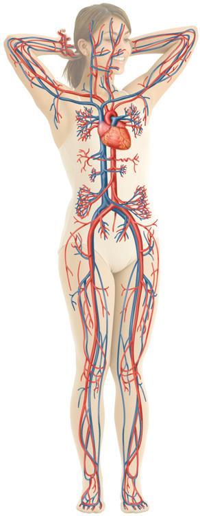 Blood Vessels Blood travels to and from the heart in vessels.