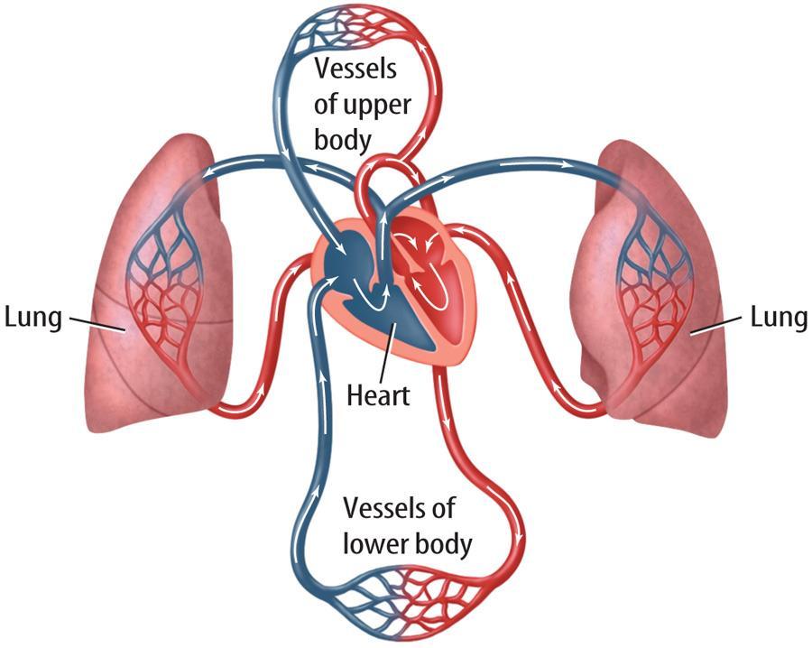 Exchanges Between the Pulmonary and s The air in the alveoli and blood in