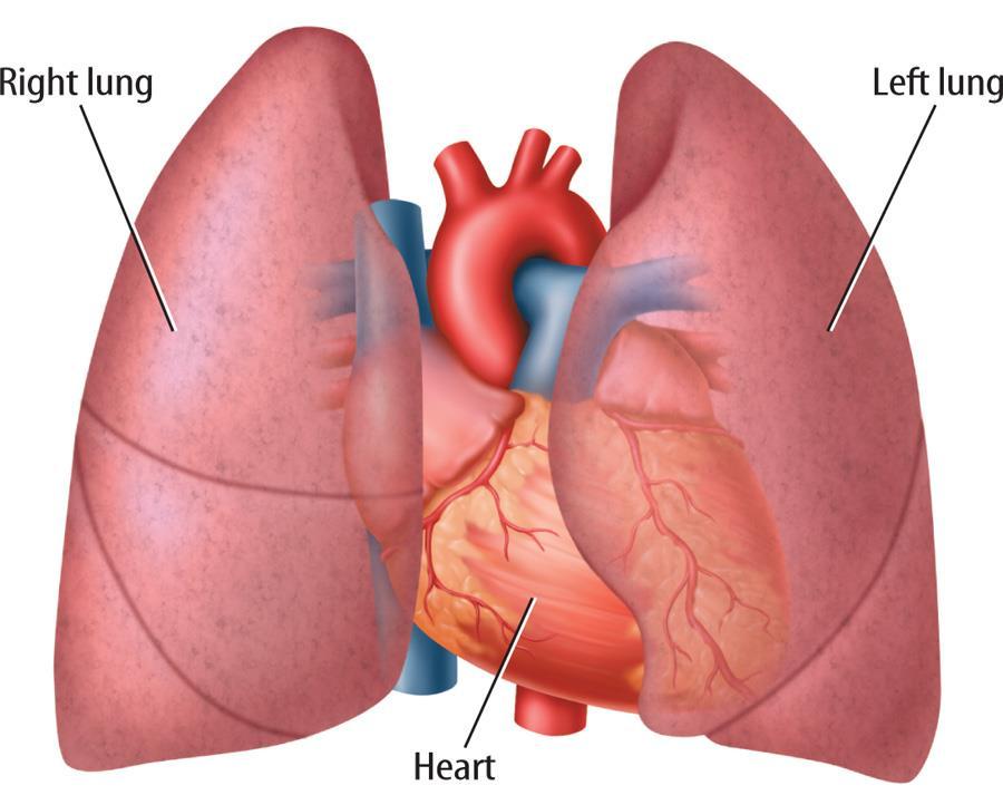 The Pulmonary System Our pulmonary system contains tissues and organs specialized for: